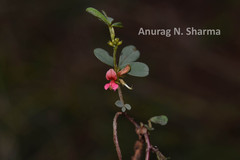 Indigofera trifoliata
